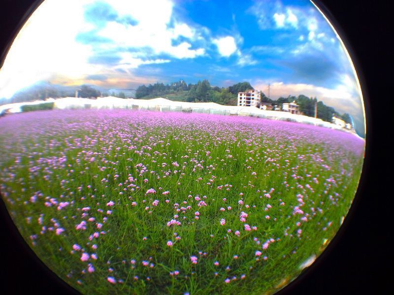 花花世界