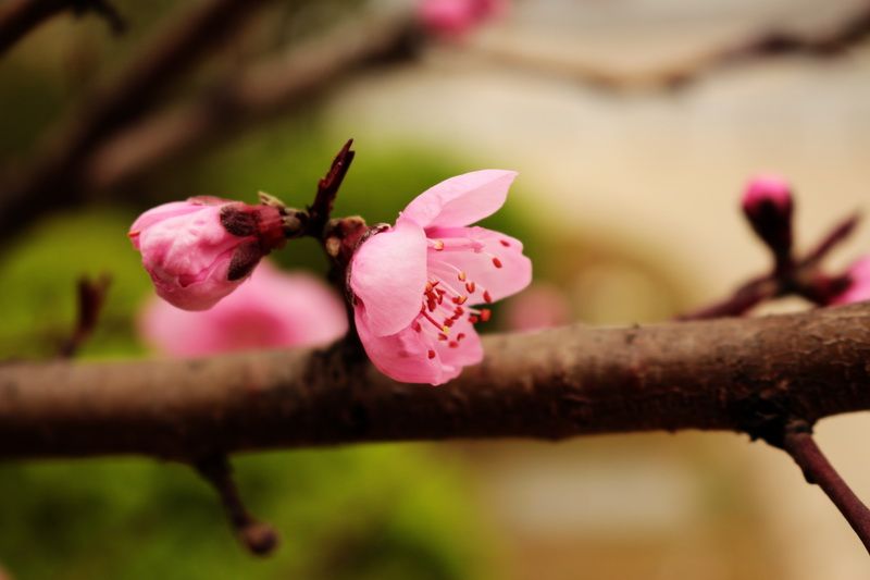 没雨~梅语-2017年3月18日摄于武汉江夏区